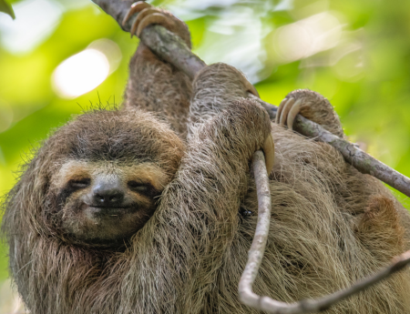 Sloth