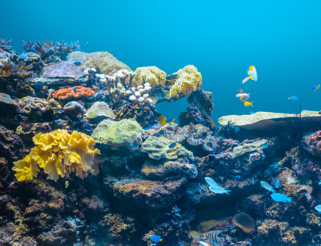 Coral reef